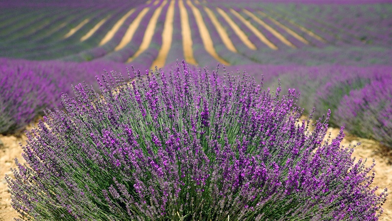 Lavender- A Beautiful Herb